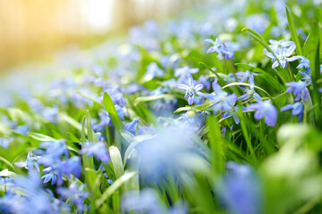 Scilla flowers blooming in the garden on the Alpine hill. Beautiful blue spring flowers on a sunny...