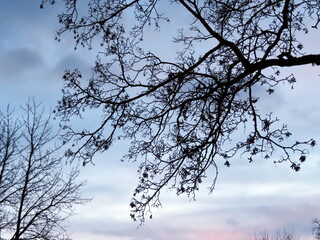 tree a little after sunset