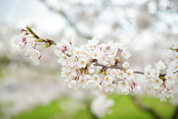 Beautiful cherry tree blossoming on spring. Tender cherry branches on sunny spring day outdoors.