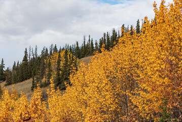 Fall season in northern Canada during September in autumn