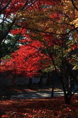 Naklejka premium autumn landscape