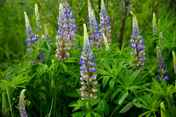 flowers in the garden. lupines finish blooming
