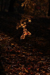 autumn landscape
