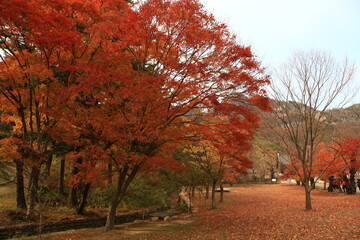 autumn landscape