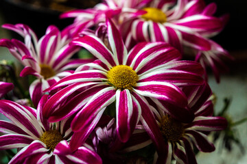 pink and yellow flower