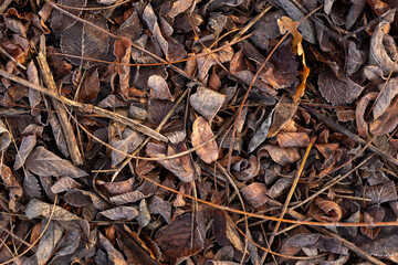 The leaves are covered with hoarfrost, lying on the ground.