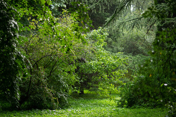 path through the forest trees, nature green wood . High quality photo