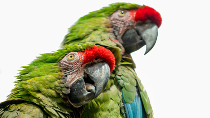 Guacamayas verdes con mirada contemplarte en el zoológico Guadalajara jalisco México