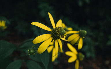 yellow flower