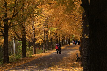 autumn landscape