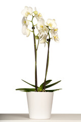 White orchid (Phalaenopsis) in a white pot with many flowers isolated on white background.