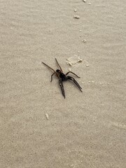 Aranha na area em praia
