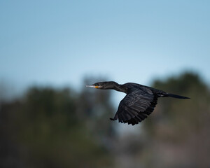 Cormorant Flying at the Riparian Preserve