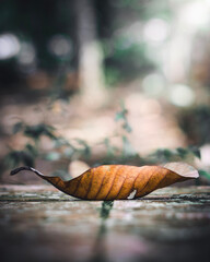 Hoja Seca en el Suelo Otoñal 