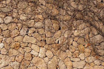 Ivy branches on the wall. Dried branches.Wall texture