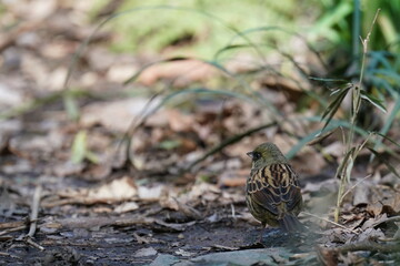 black faced bunting on the ground