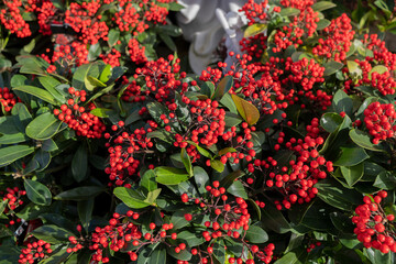 flowers and plants at a garden centre england uk