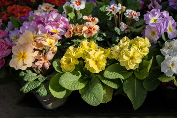 flowers and plants at a garden centre england uk