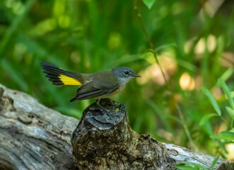A female American Redstart warbler displays its bright yellow tail patches during spring bird migration. 