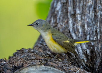 A female american redstart warbler searches a tree trunk for insects during spring bird migration 