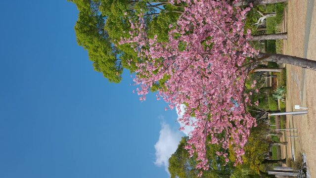満開の河津桜が咲く公園「縦構図」