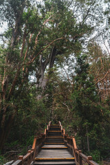 wooden stairway in the forest