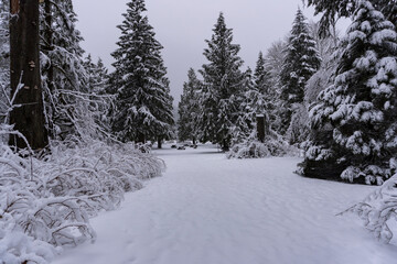 Fresh snow covered trees in the forest