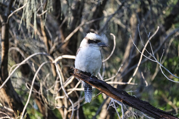 kookaburra Australian native bird, Victoria in the wild