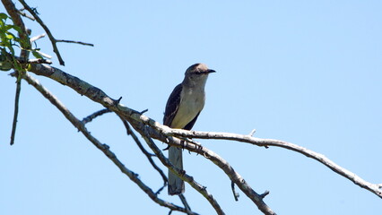 Northern mockingbird (Mimus polyglottos) perched in an oak tree a backyard in Panama City, Florida, USA