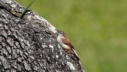 Carolina wren (Thryothorus ludovicianus) on an oak tree in a backyard in Panama City, Florida, USA