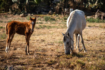Foal and dam in Tultepec, State of Mexico