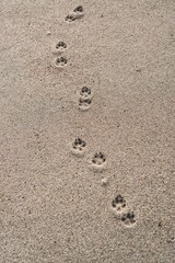 Fototapeta na wymiar 砂浜の犬の足跡