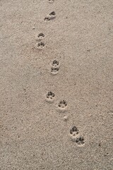 砂浜の犬の足跡