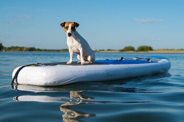 Jack russell terrier dog on a sup board. Summer sport