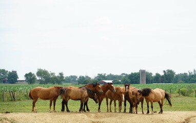 Naklejka na ściany i meble herd of horses