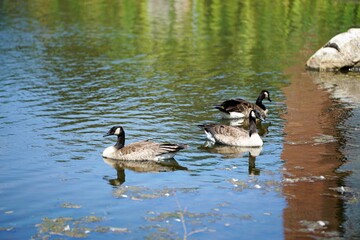 geese on a lake