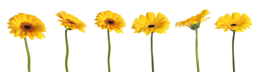 Set with beautiful yellow gerbera flowers on white background. Banner design