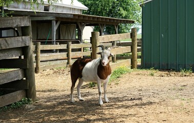 goat on a farm