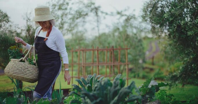 Elderly woman tending to her garden beds, enjoying the golden years of retirement