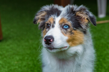 Blue merle border collie puppy with different colored eyes