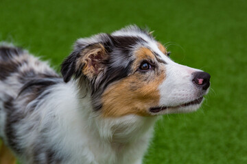 Blue merle border collie puppy with different colored eyes