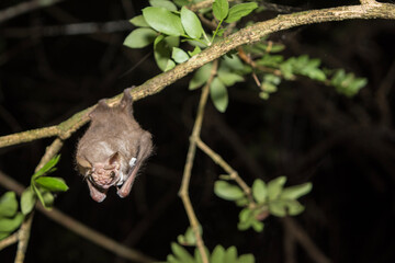 Wrinkle-faced Bat Hanging from a Branch