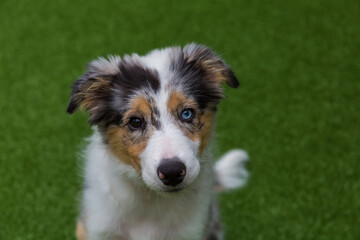 Blue merle border collie puppy with different colored eyes