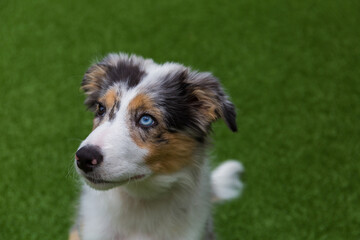 Blue merle border collie puppy with different colored eyes