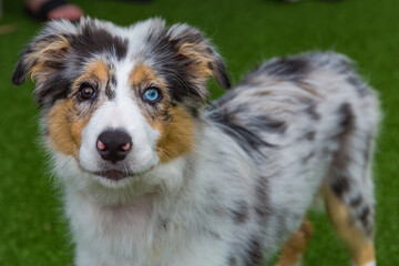 Blue merle border collie puppy with different colored eyes