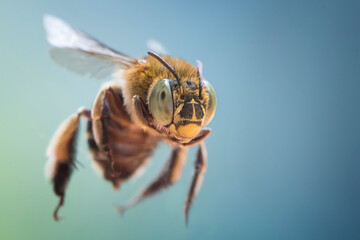 Close up of flying bee with isolated background 