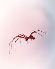 Red spider in the garden with bright natural background