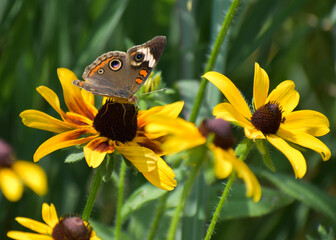 butterfly on yellow flower
