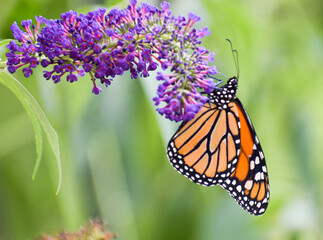 butterfly on flower