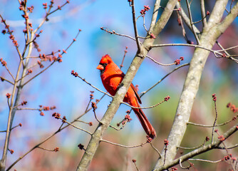 bird on a branch